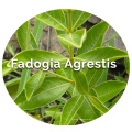 Fadogia agrestis tige Powder Fadogia agrestis Extrait